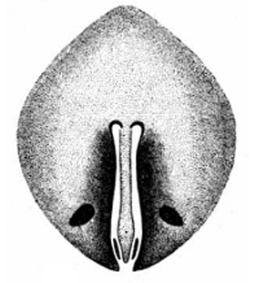 speciesimage