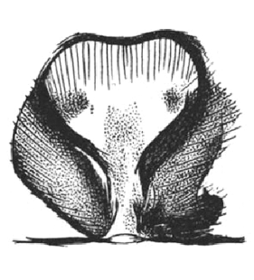 speciesimage