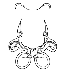 speciesimage