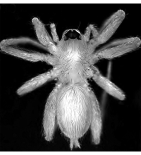 speciesimage