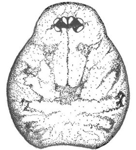speciesimage