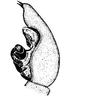 speciesimage