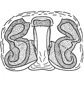 speciesimage
