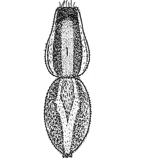 species
