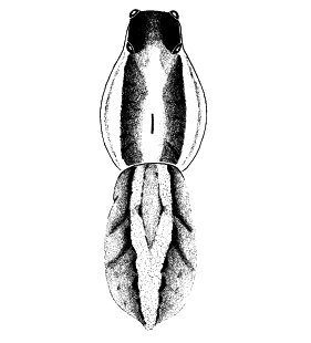 speciesimage