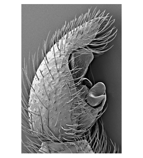 species