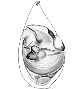 species