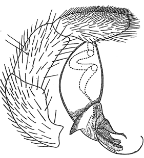 speciesimage