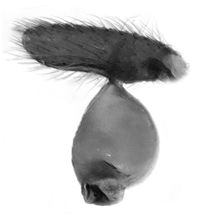 speciesimage