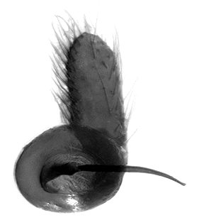 speciesimage