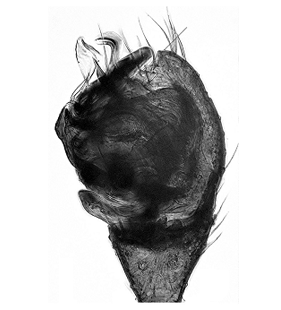 speciesimage