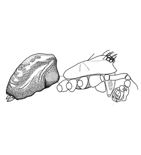 speciesimage