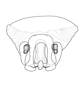 speciesimage