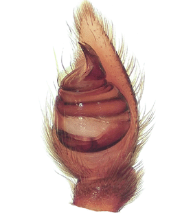 speciesimage