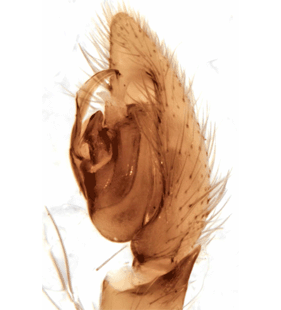 speciesimage