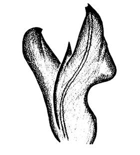 speciesimage