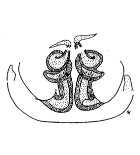 speciesimage