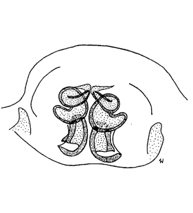 speciesimage