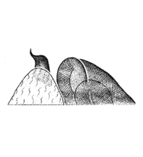 speciesimage