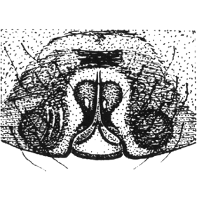 speciesimage