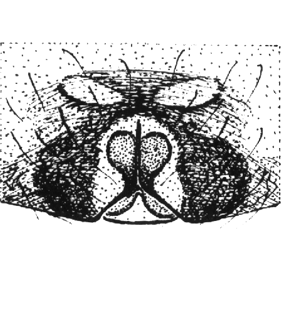 speciesimage