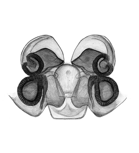 speciesimage