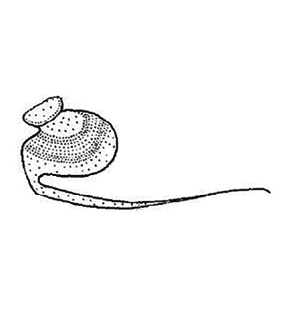speciesimage
