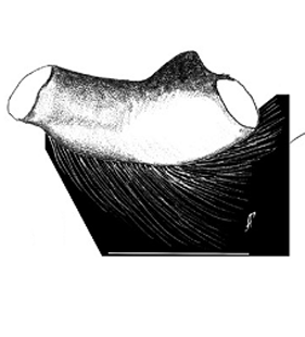 speciesimage