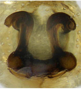 speciesimage