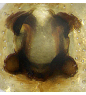 speciesimage