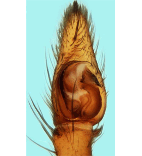 speciesimage