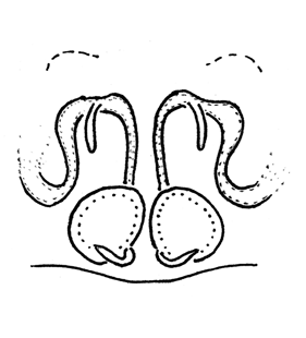 speciesimage