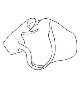 speciesimage