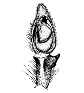 speciesimage