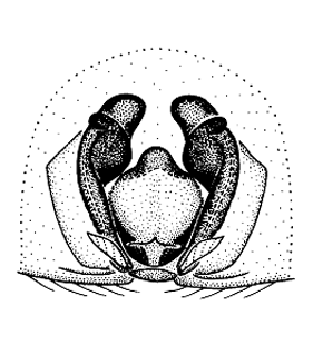 speciesimage