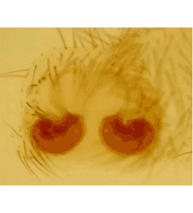 speciesimage