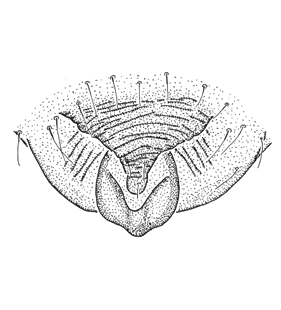 speciesimage