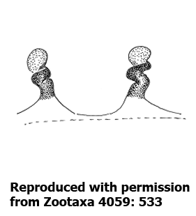 speciesimage