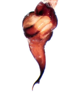 speciesimage