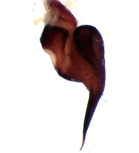 speciesimage