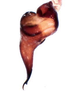 speciesimage