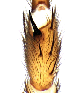speciesimage