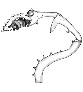 speciesimage