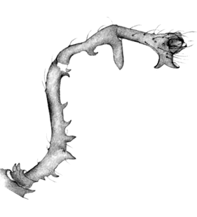 speciesimage
