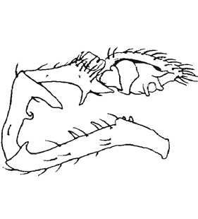 speciesimage