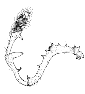 speciesimage