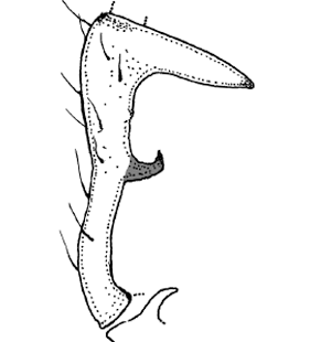 speciesimage