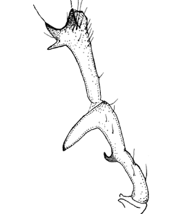 speciesimage