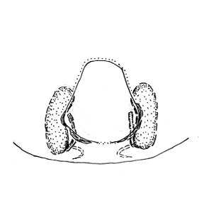 speciesimage