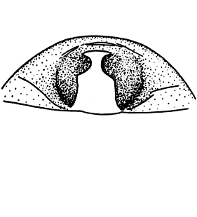 speciesimage